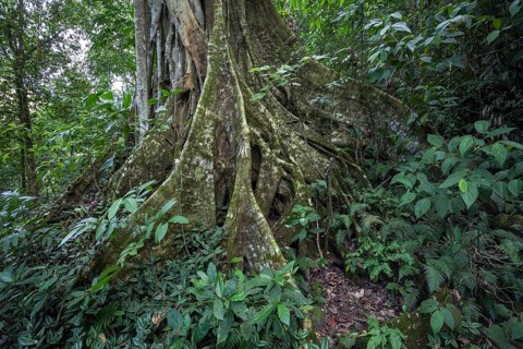 Tree with buttress roots (Terminalia)