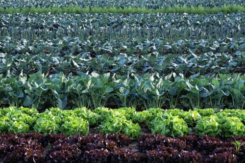 Vegetable field