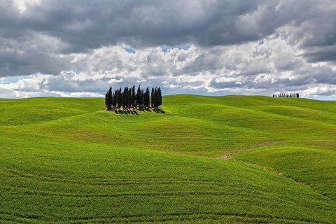 Group of Cypresses in cornfield