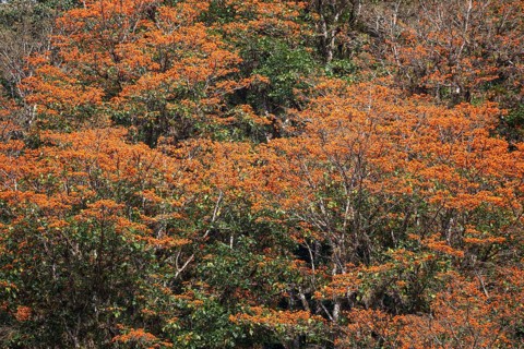 Orange flowering coral trees (Erythrina poeppigiana)