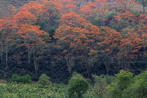 Orange flowering coral trees (Erythrina poeppigiana)