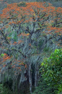 Orange flowering coral tree (Erythrina poeppigiana) overgrown with Old Man's Beard (Usnea)
