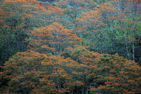 Orange flowering coral trees (Erythrina poeppigiana)