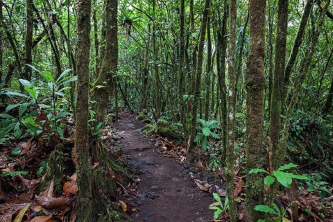 Hiking trail through tropical vegetation in the rainforest