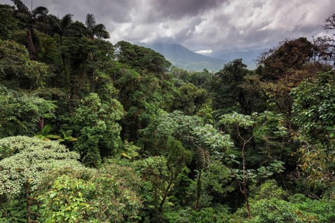 Dense vegetation in tropical rainforest