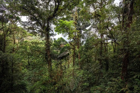 Dense vegetation in tropical rainforest