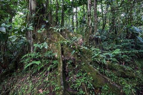 Extensive tree roots