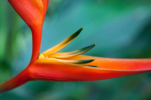 Heliconia (Heliconia psittacorum x spathocircinata)