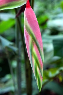 Heliconia (Heliconia chartacea)