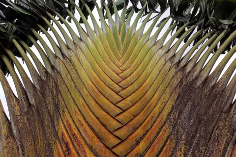 Tree trunk