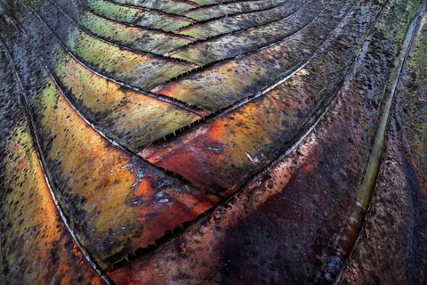 Tree trunk