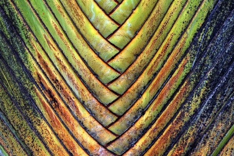 Tree trunk