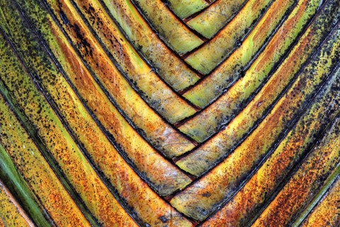 Tree trunk