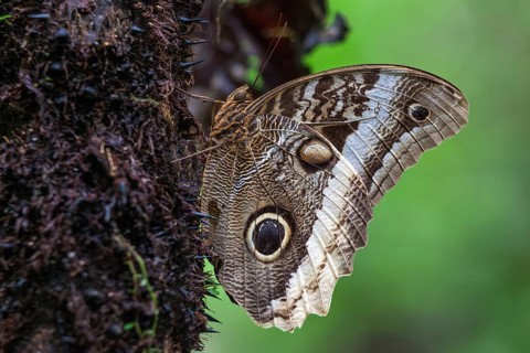 Banana Butterfly (Caligo atreus)
