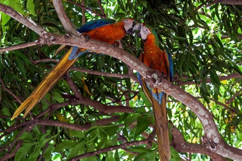 Two Scarlet macaws (Ara macao)