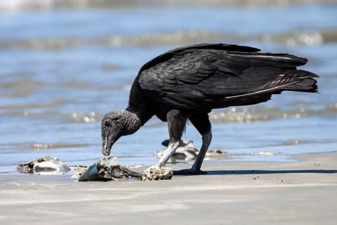 Black Vulture (Coragyps atratus) eats washed up dead fish on the beach
