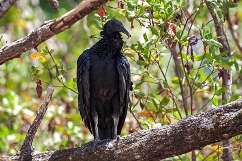 Black Vulture (Coragyps atratus) sits on branch