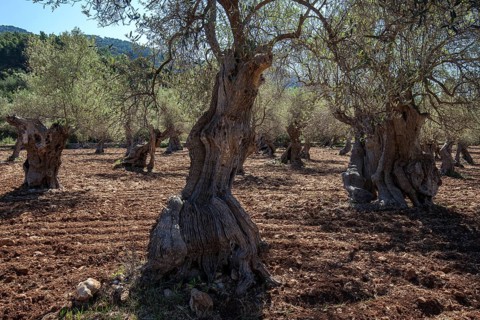 Olive plantation