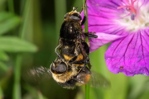Bumblebee Hoverflies (Volucella bombylans)