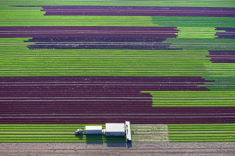 Harvester on lettuce field