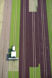 Harvester on lettuce field