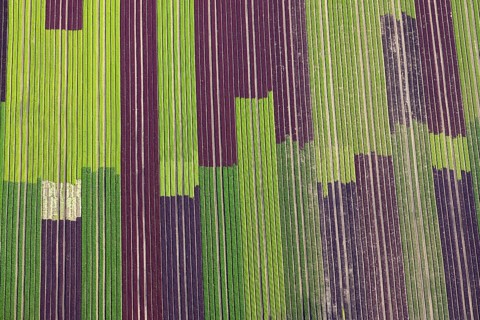Salad fields