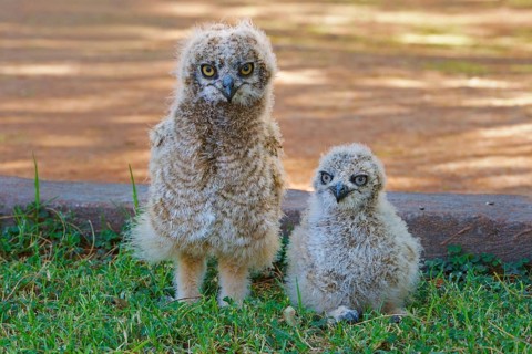 Cape Eagle-Owl (Bubo capensis)