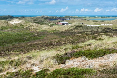Dune landscape