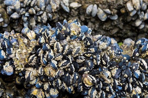 Mussel bank