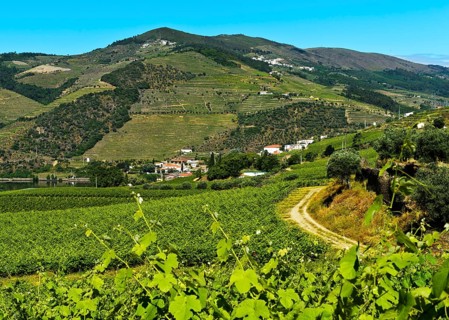 Vineyards in the wine region Alto Douro