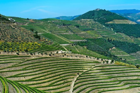 Vineyard in the port wine region Alto Douro near Pinhao
