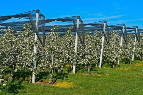 Intensively managed apple tree plantation in low trunk culture during flowering