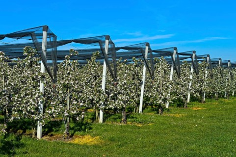 Intensively managed apple tree plantation in low trunk culture during flowering