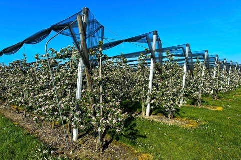 Intensively managed apple tree plantation in low trunk culture during flowering
