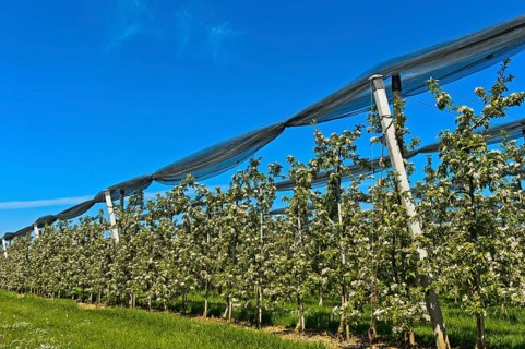 Intensively managed apple tree plantation in low trunk culture during flowering