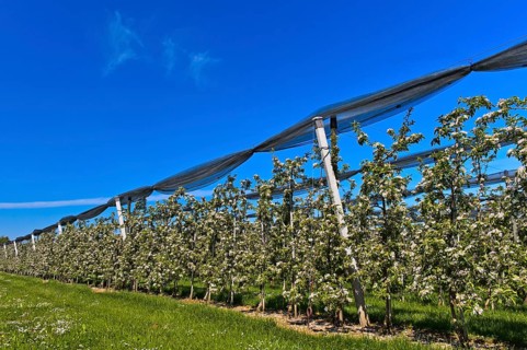 Intensively managed apple tree plantation in low trunk culture during flowering