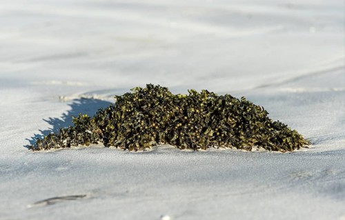 Bladder wrack (Fucus vesiculosus) on sandy beach