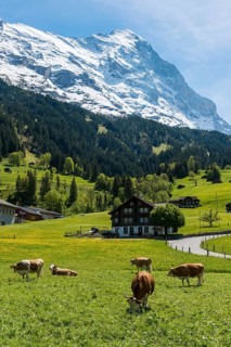 Cows in pasture
