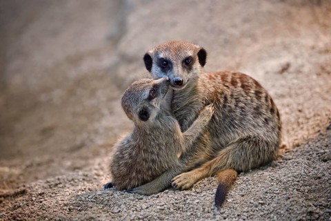 Meerkats (Suricata suricatta)