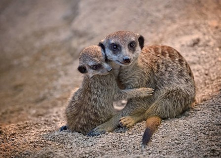 Meerkats (Suricata suricatta)