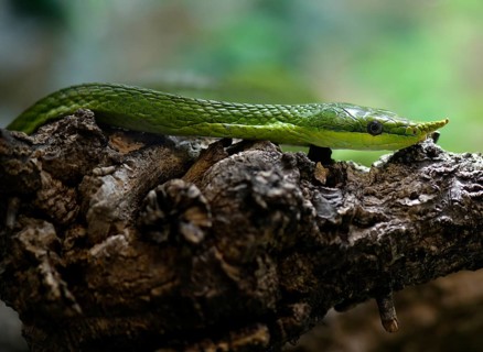 Rhinoceros ratsnake (Gonyosoma boulengeri)