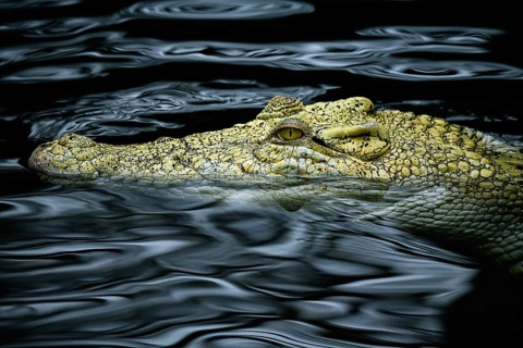Saltwater crocodile (Crocodylus porosus)