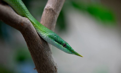 Rhinoceros ratsnake (Gonyosoma boulengeri)