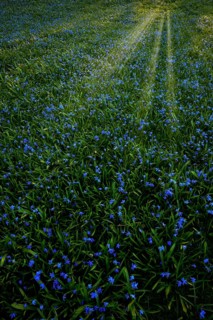 Meadow with Alpine squill (Scilla bifolia)