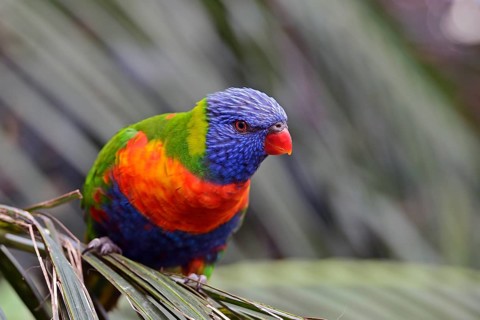 Rainbow Lorikeet (Trichoglossus haematodus)