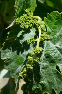 Very young grapes on old grape vines