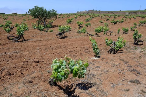 Old grape vines