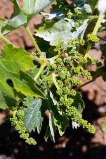 Very young grapes on old grape vines