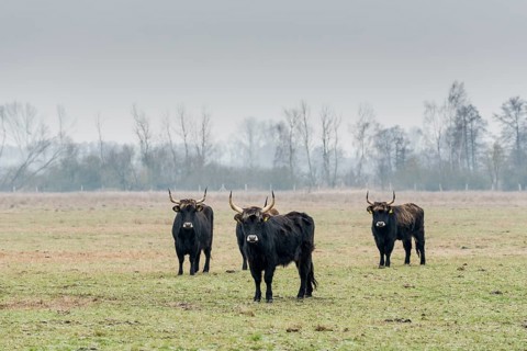 Heck cattle
