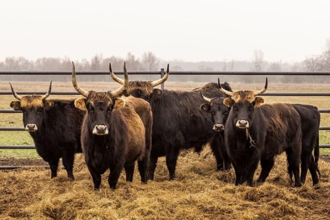 Heck cattle